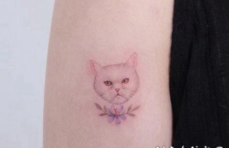 很可爱的萌宠小猫咪的纹身图片