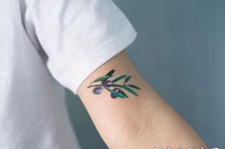 橄榄枝和果实的植物纹身图案