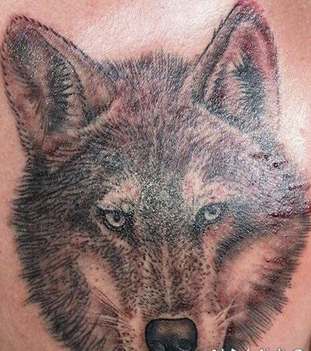 帅气的黑灰色写实风格狼头纹身图片