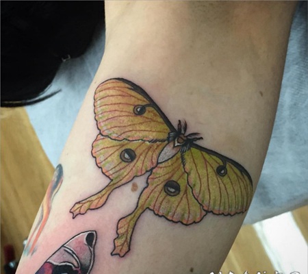 美丽的黄色蝴蝶手臂纹身图案