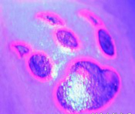 彩色荧光动物爪印纹身图案