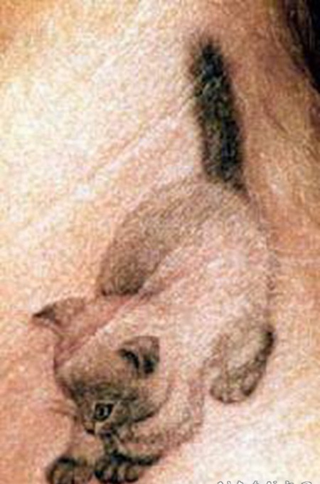 小波斯猫彩色纹身图案