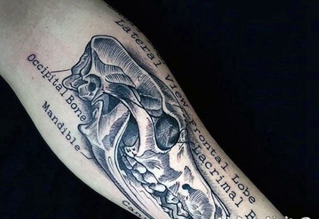 科学风格的黑白动物头骨和字母纹身图案