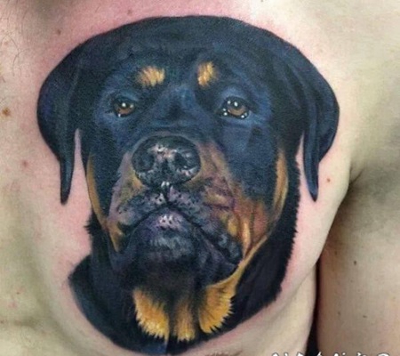 胸部彩色的丰富多彩罗威纳犬纹身图案