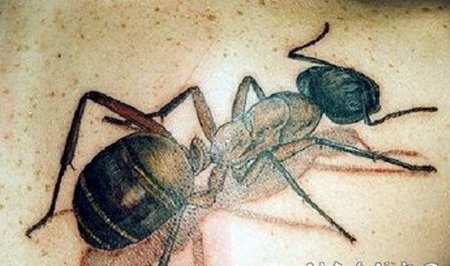 背部逼真的彩色3D蚂蚁纹身图案