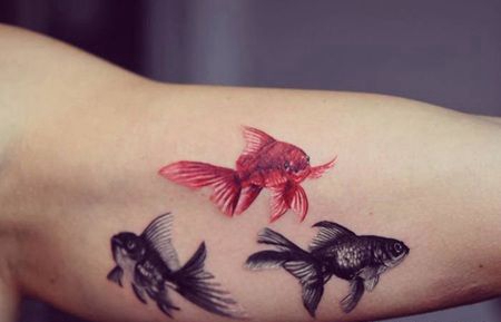 一条红色和两条黑色的蝶尾金鱼纹身图片