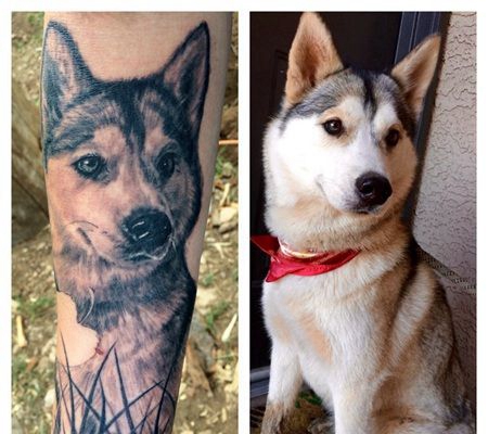 扭着脖子的哈士奇与自己的3D纹身照片对比图