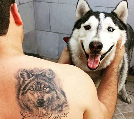 真实哈士奇与主人后背纹身的哈士奇不太像