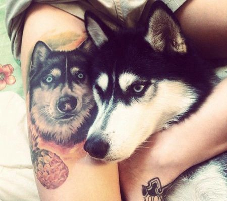 美女大腿夹着自家哈士奇与纹身二哈效果对比