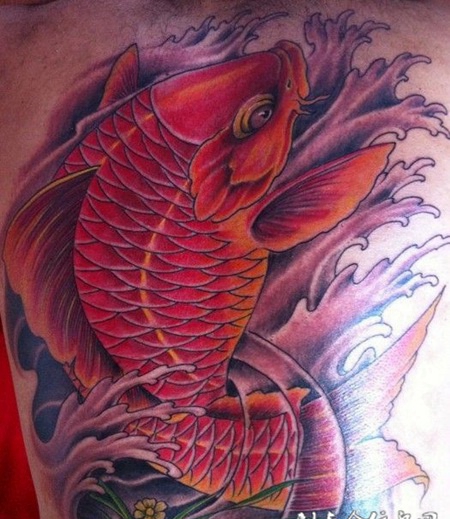 满背红色鲤鱼鲤鱼