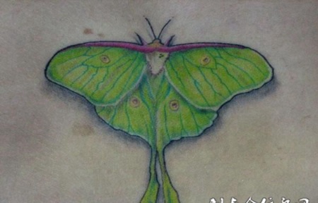 后背上的绿色蝴蝶纹身图案