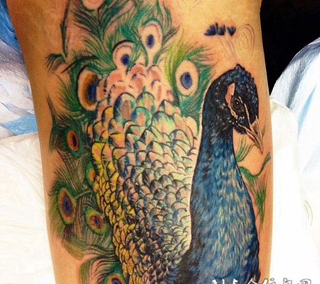 大臂上的孔雀开屏纹身图案