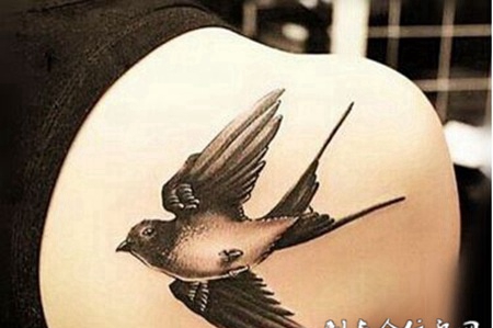 美女背部小鸟纹身图片