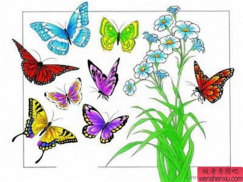 蝴蝶纹身图案:彩色正面蝴蝶纹身图案图片