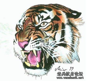 老虎纹身图案:彩色虎头纹身图案纹身图片