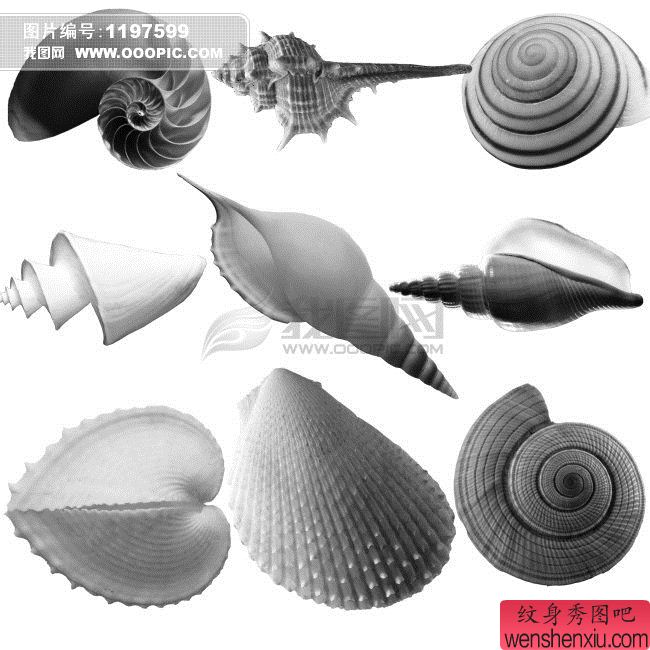 贝壳纹身寓意（图文）