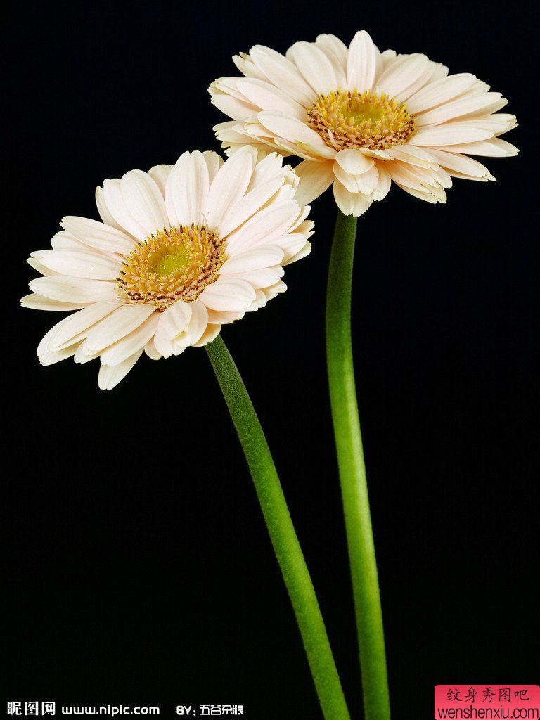 两款很好的雏菊纹身图案手稿