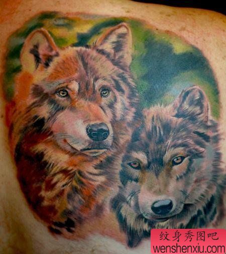 狼纹身图案:肩部欧美3D彩色狼头纹身图案