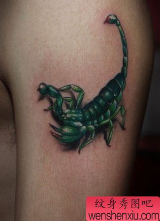 蝎子纹身图案:一幅手臂彩色蝎子纹身图案