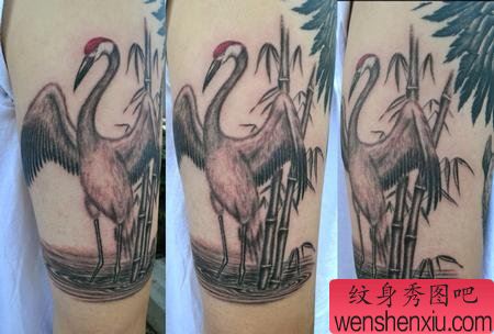 手臂丹顶鹤纹身