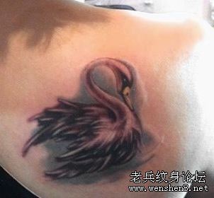 美女肩部彩色天鹅纹身