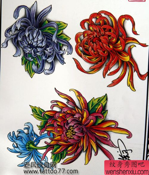 纹身手稿:彩色菊花纹身手稿