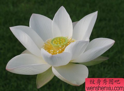 给亲们奉献一组莲花纹身素材