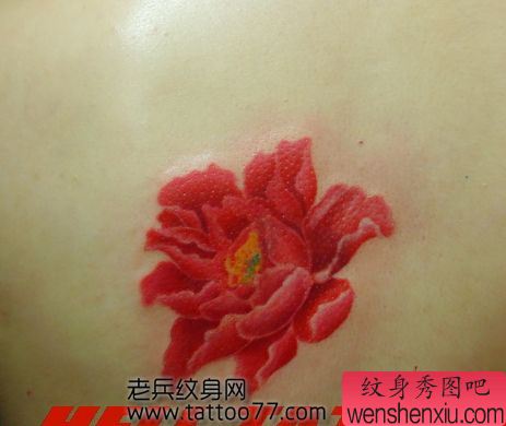 美女背部彩色牡丹花纹身图案