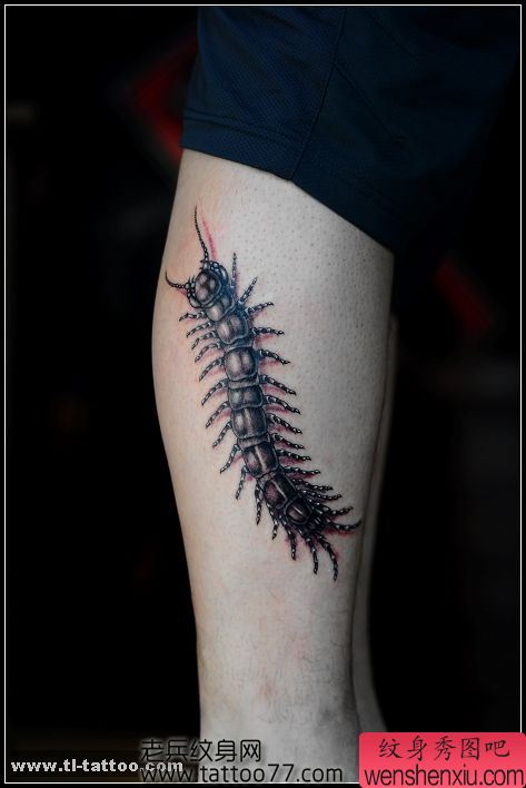 一幅美女腿部蜈蚣纹身图案