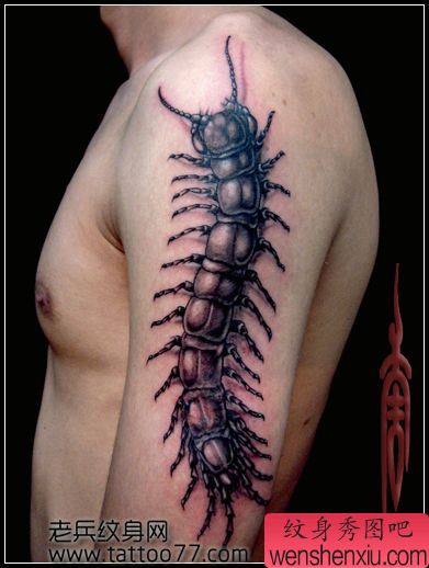 一幅帅气的大臂蜈蚣纹身图案