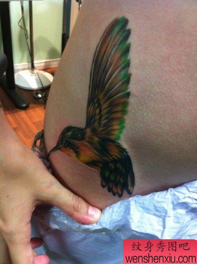 女孩子腹部彩色小蜂鸟纹身图案