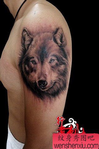男性手臂经典的黑灰狼头纹身图案