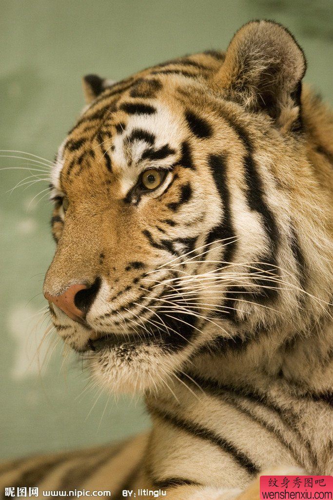 纹身秀图吧为纹身爱好者分享一幅好看的老虎头纹身图片