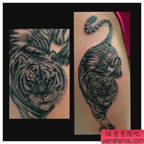 美女腰部帅气流行的老虎纹身图案