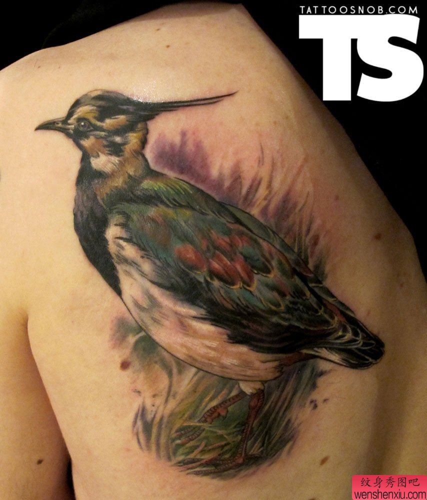肩部创意鸟文身作品