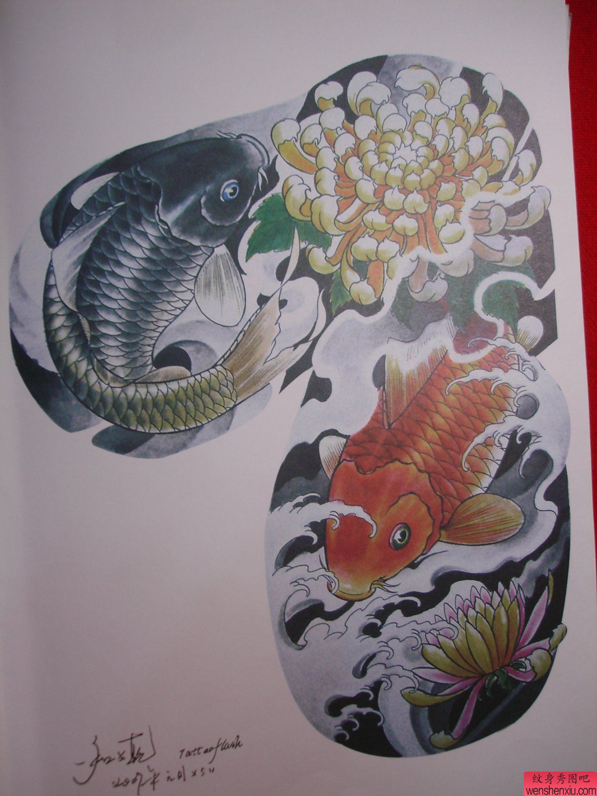 一幅半胛鲤鱼菊花纹身手稿