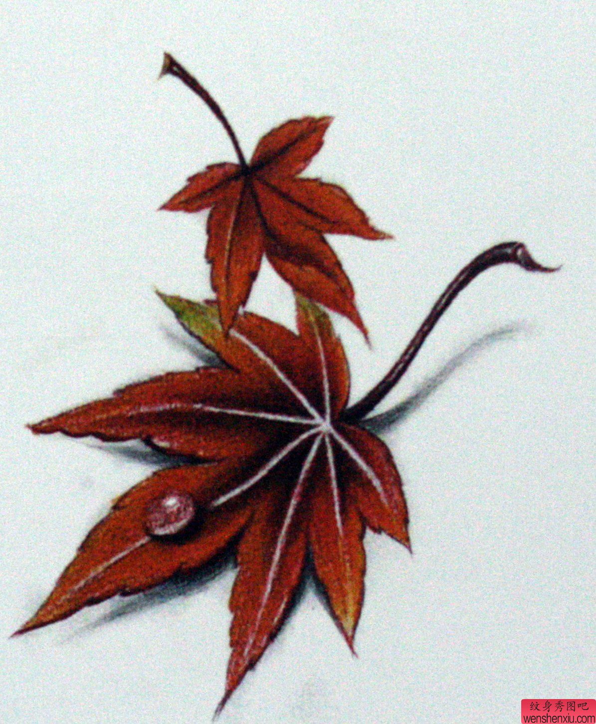 一幅枫叶刺青手稿图案
