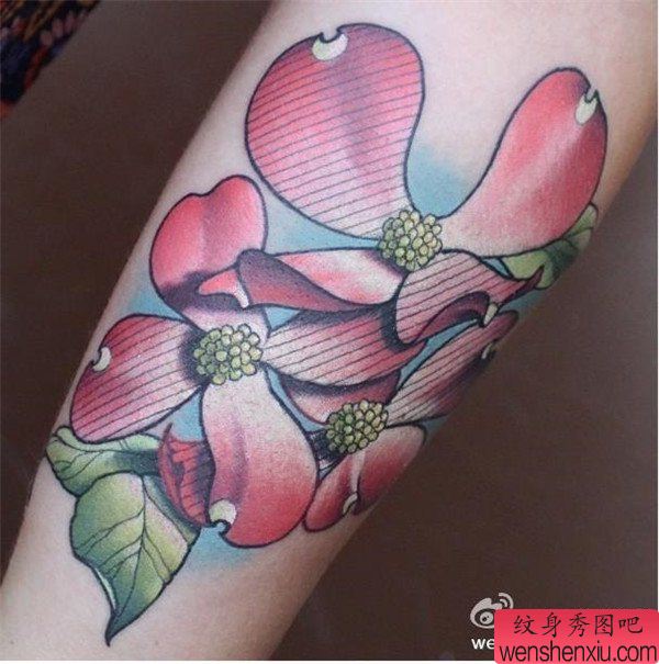 一幅手臂彩色蝴蝶兰纹身图案