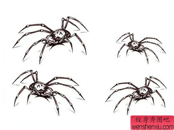 蜘蛛文身手稿作品