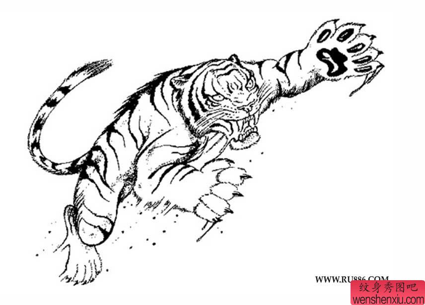 素描老虎文身作品