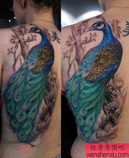 后背经典漂亮的孔雀纹身图案