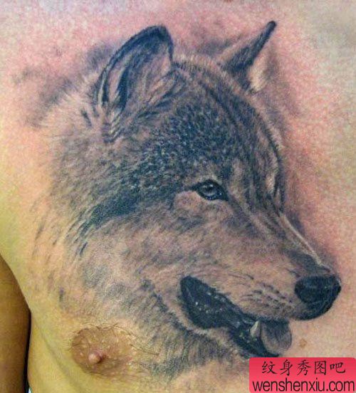 男性前胸经典很酷的素描狼头纹身图案