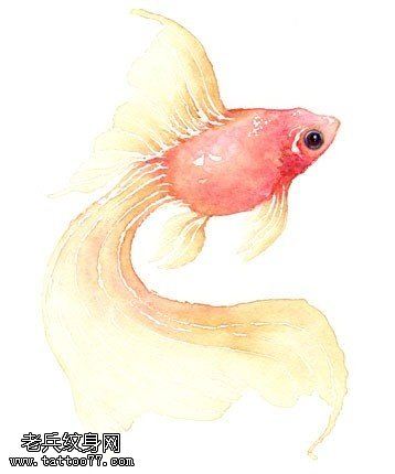 水墨彩色金鱼文身手稿图片