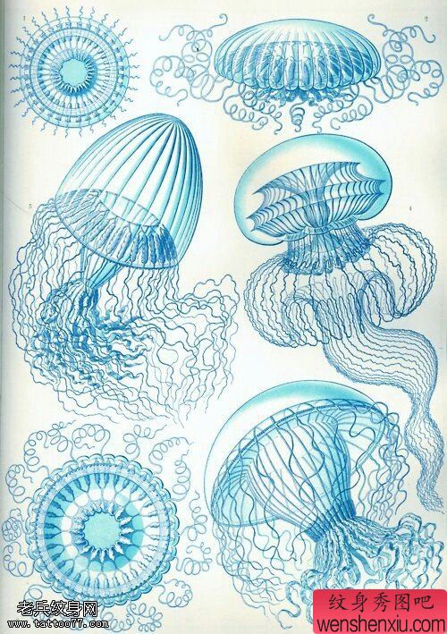 文身秀图吧推荐一幅水母文身手稿作品