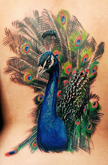 腰部纹身图案:美女腰部彩色孔雀纹身图案