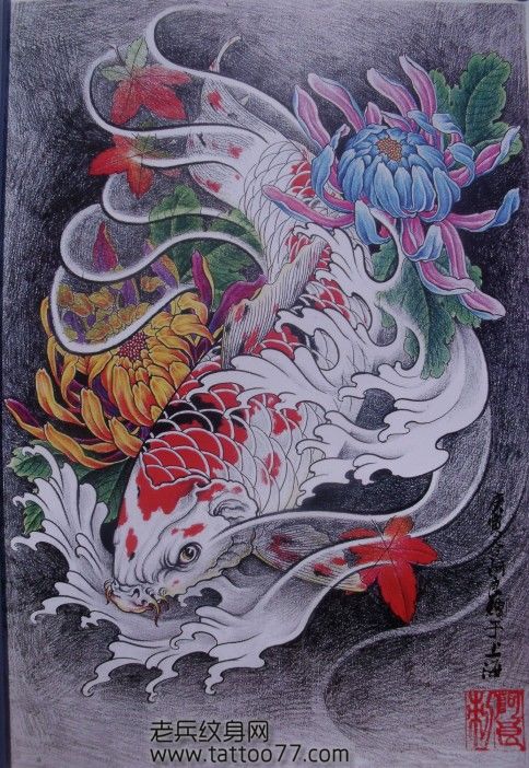 鲤鱼纹身手稿:彩色鲤鱼菊花纹身手稿