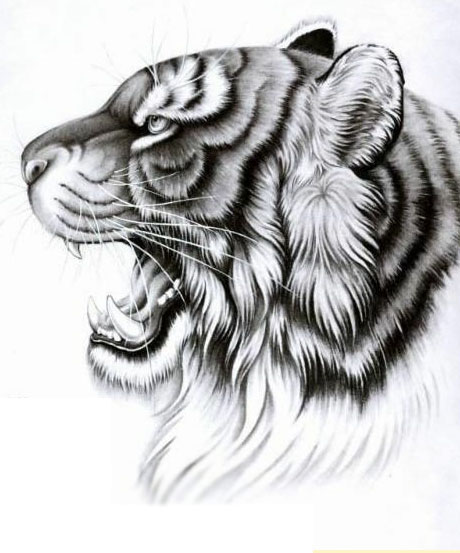 十分帅气的虎头图案纹身手稿