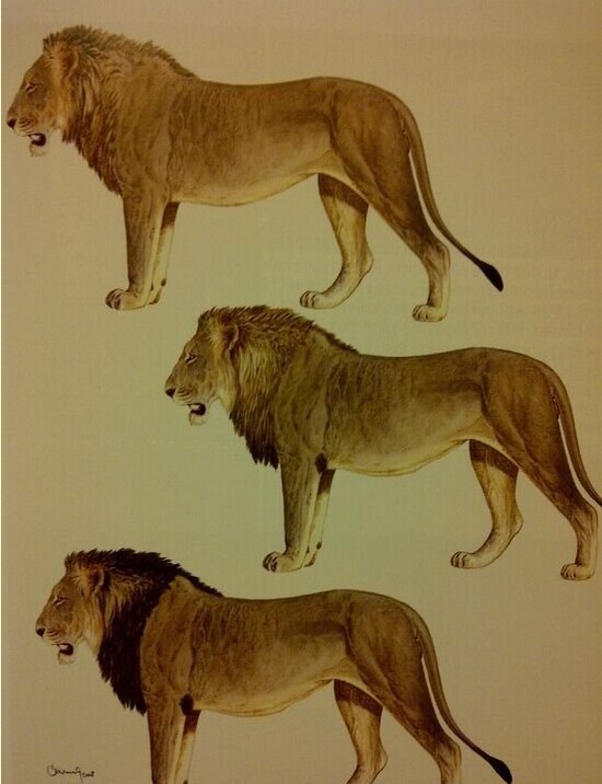 为大家分享一组狮子纹身图案图片