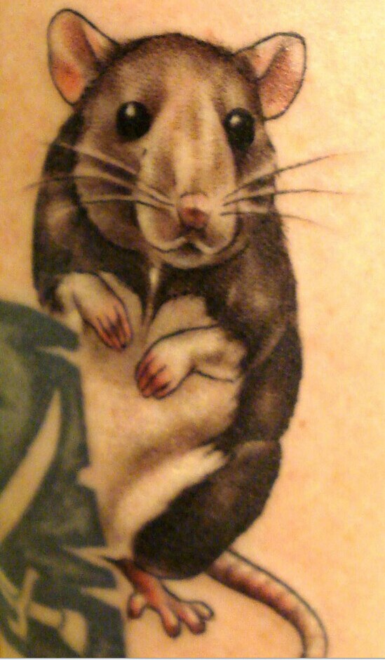 十二生肖の鼠纹身手稿图案欣赏图片