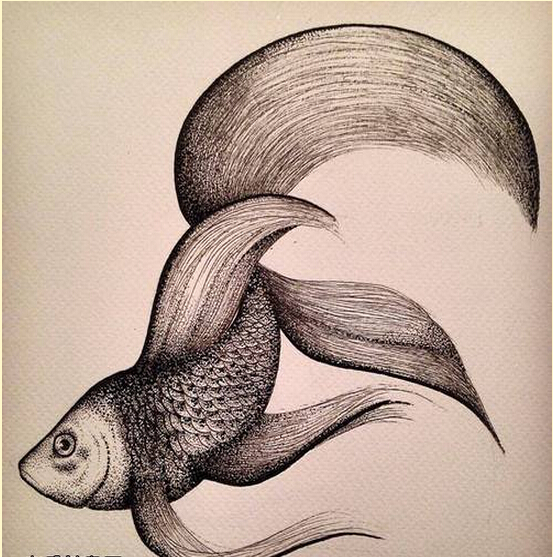 漂亮好看的金鱼纹身手稿图案欣赏图片